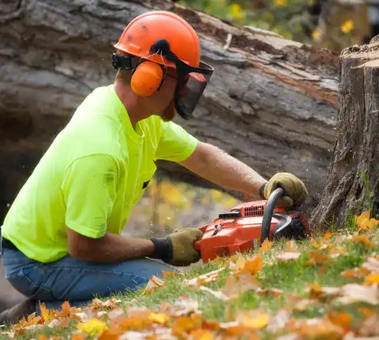 tree services Churchville